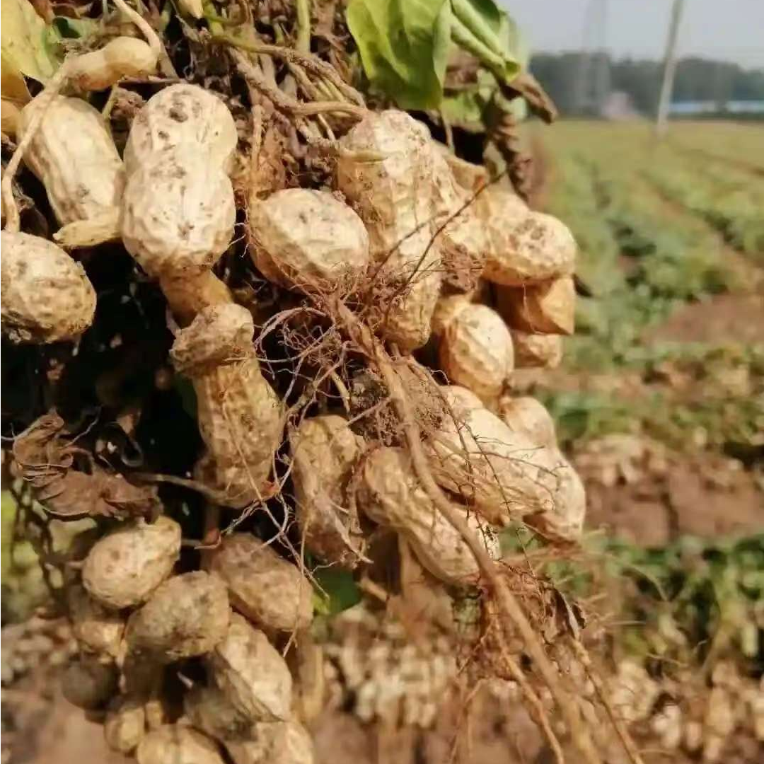 北京密云<水果花生>，花生味十足，回口甘甜，生吃，煮着吃，炒着吃