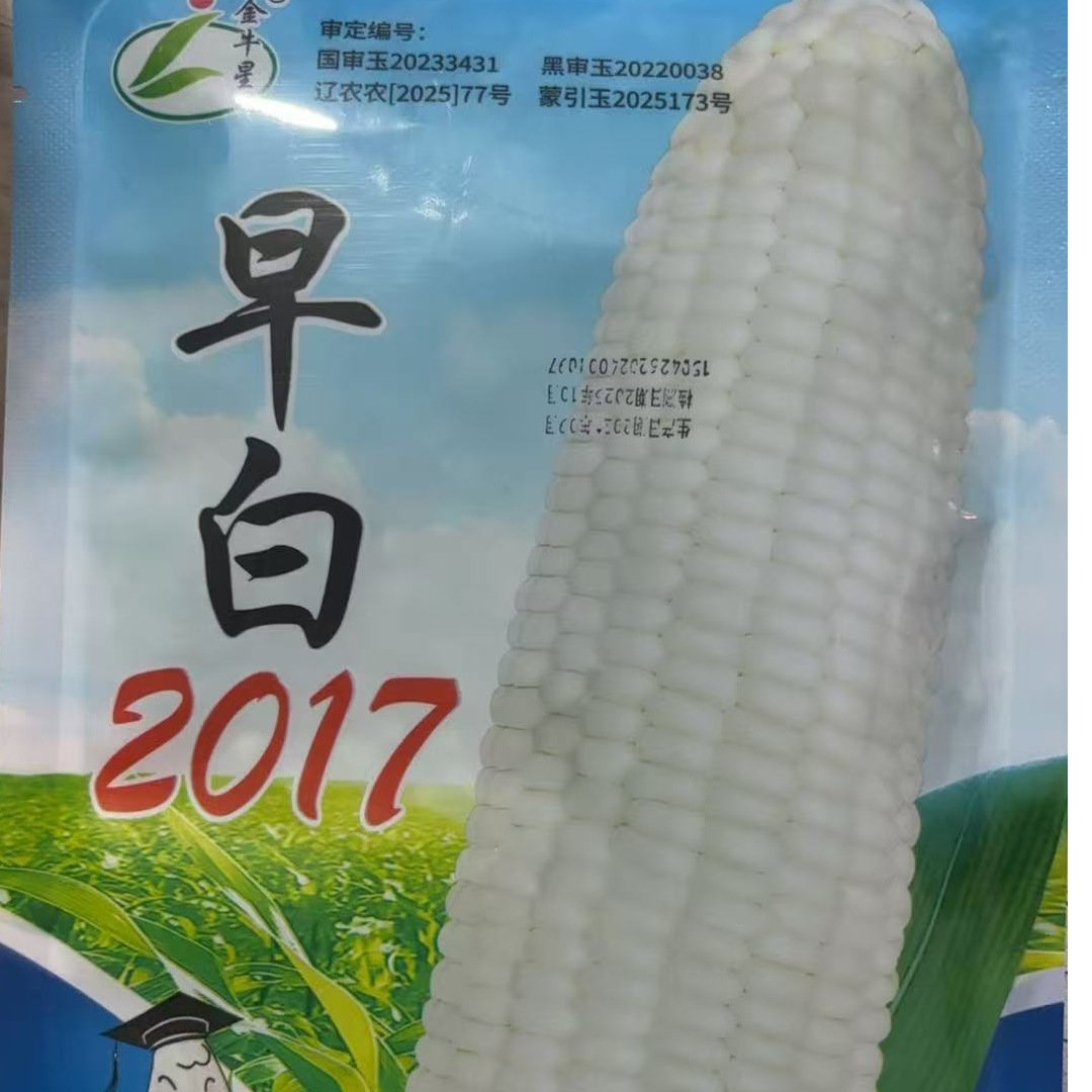 早白2017白玉米种子