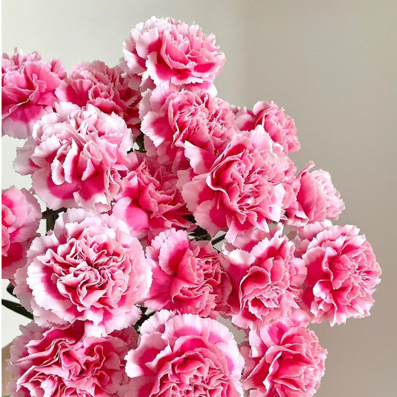 『笑颜康乃馨』家居养花  全场任意满两单及以上鲜花同城包邮 