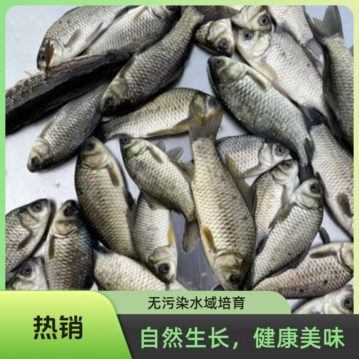 小鲫鱼特小鲫鱼去鳞肠顺丰发货新鲜土鲫鱼杂鱼小鱼孕妇宝妈鱼汤