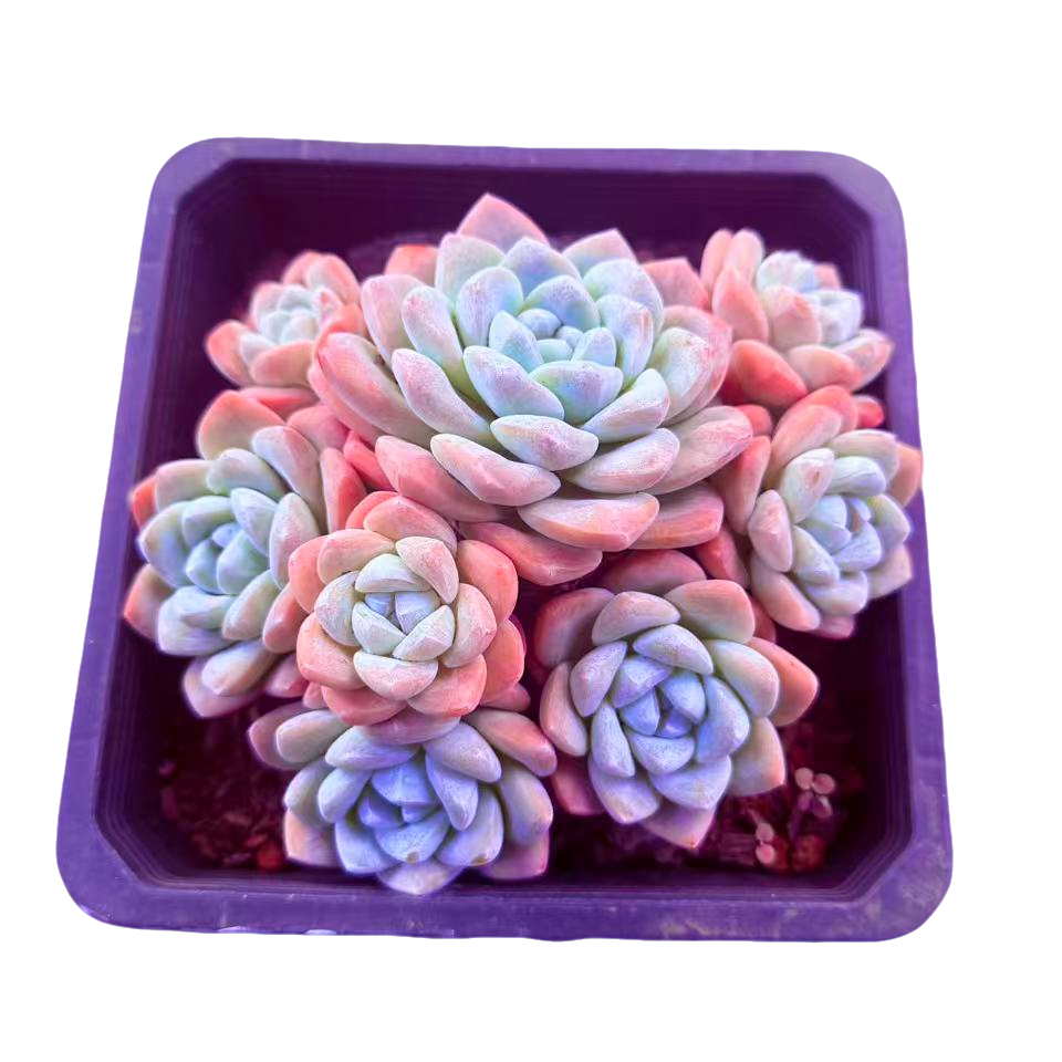 冰玉多肉植物  新手好养满9.9包邮直播间为标准发货精选精养