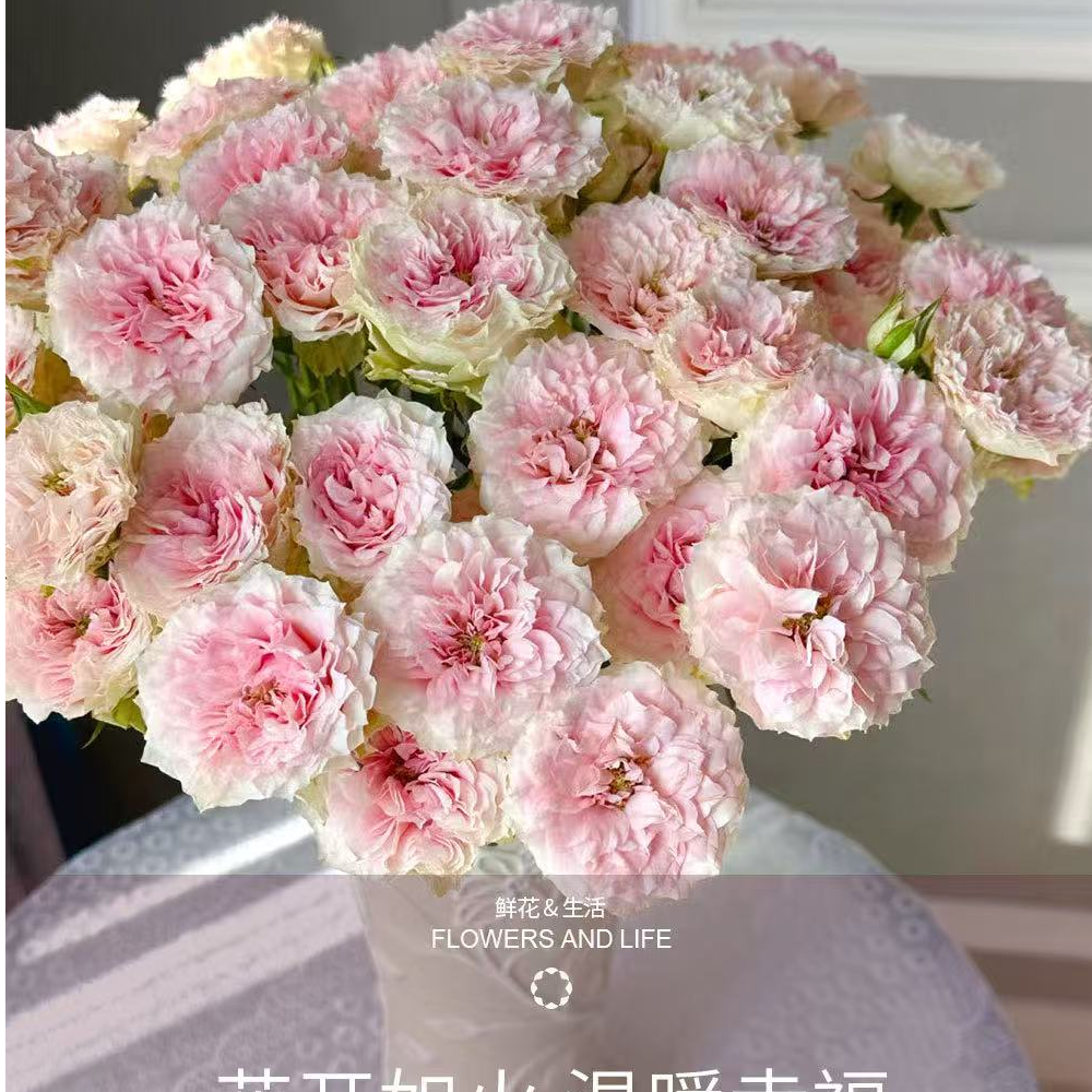 花無凡【情迷罗拉多头玫瑰10支】【3单送配草，5单送配花】