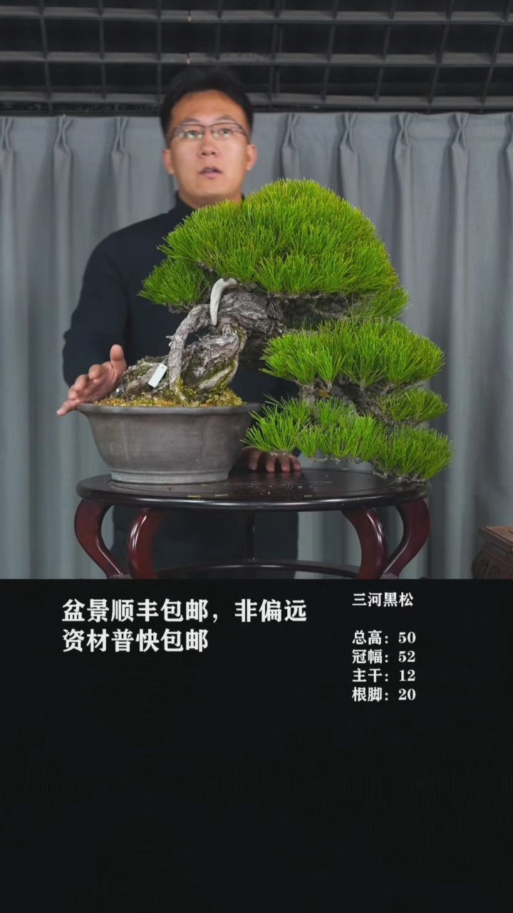 【闪购商品】-三河黑松