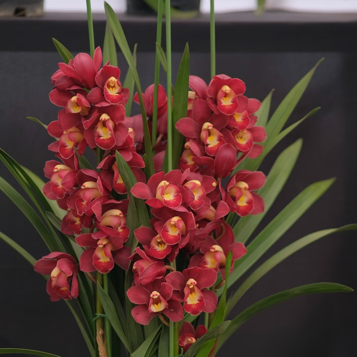 【兰花苗】 大花蕙兰兰花苗 年宵花 云南基地直发