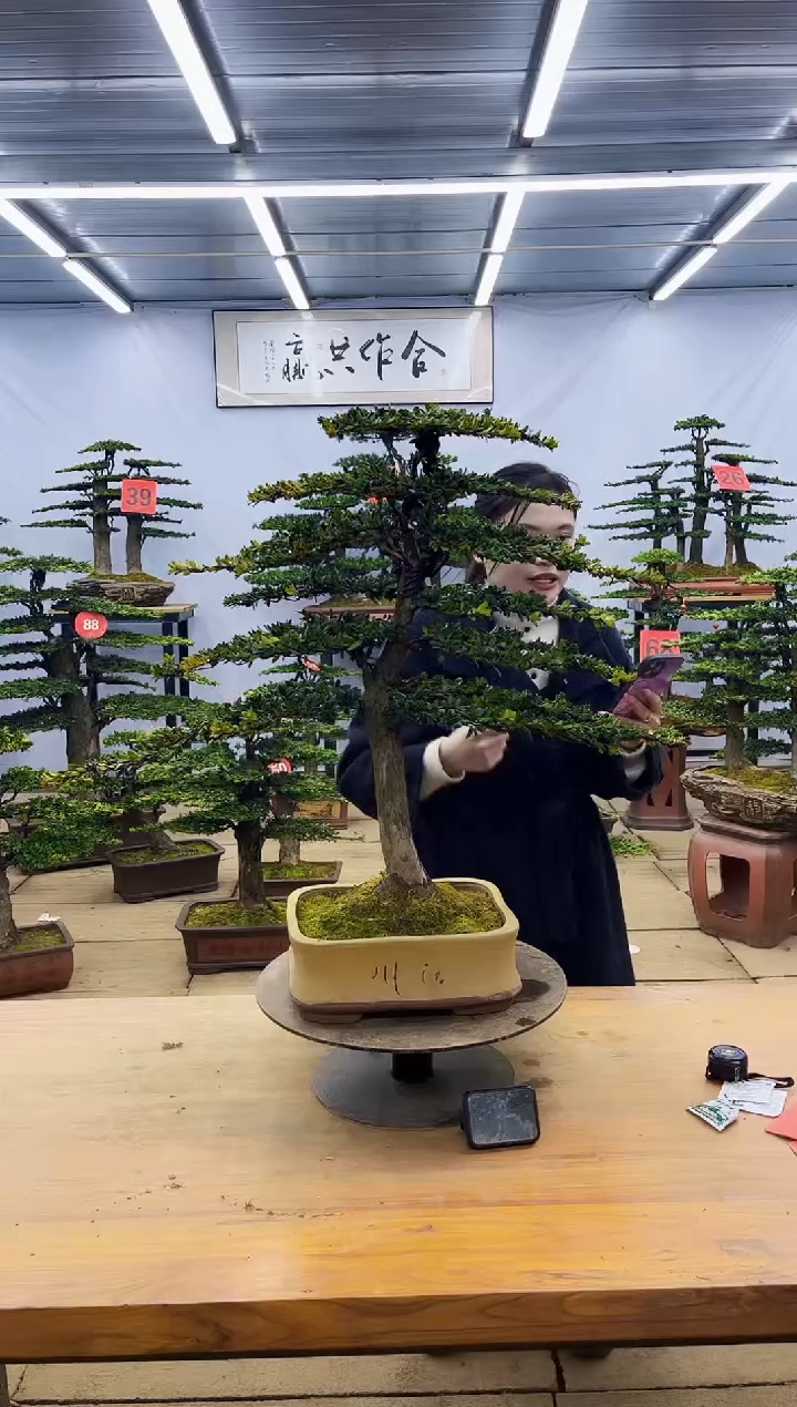 【闪购商品】高端盆景一物一拍，所见即所得