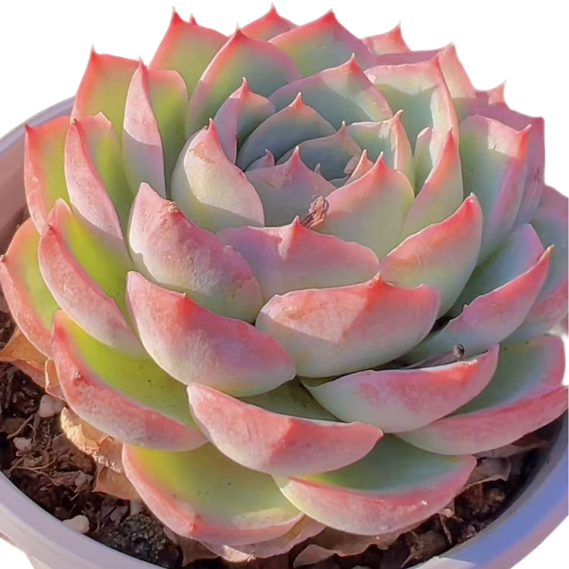 侧影（多肉植物）满19.9包邮 云南基地源头直发新手好养