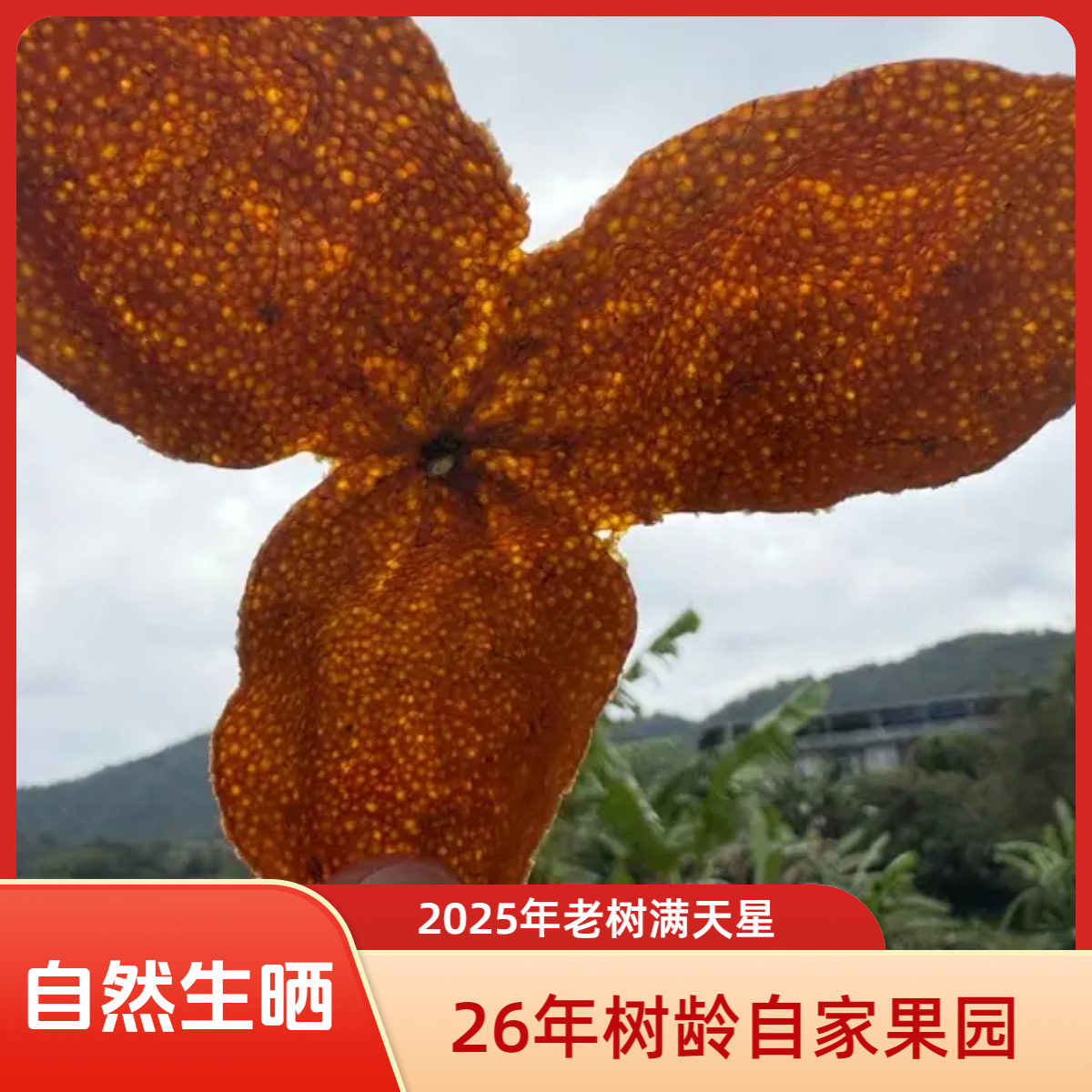广西浦北老树陈皮，满天星的大红皮，来自26年的老树陈皮自家果园