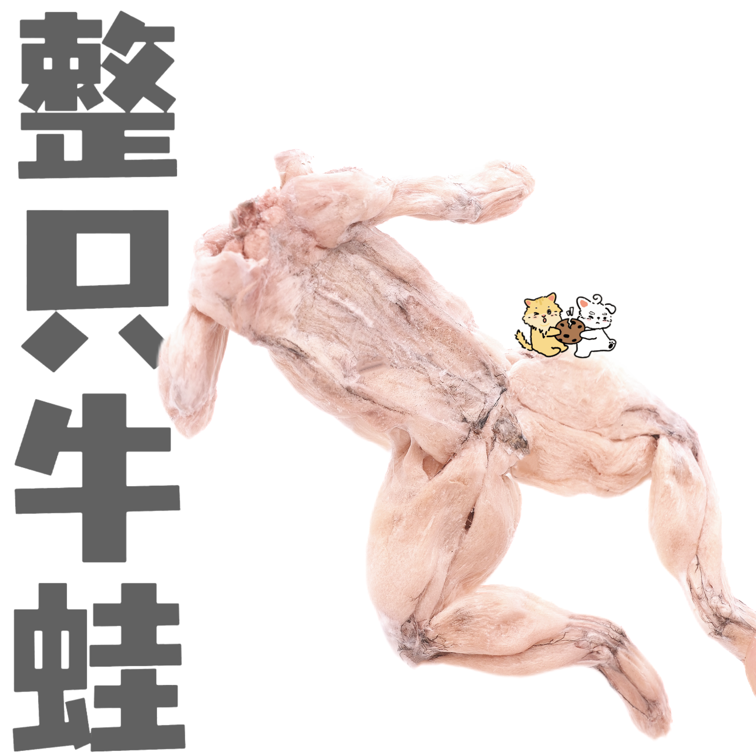 一只丢冻干整只牛蛙提高免疫力促进骨骼发育滋补解毒术后修复猫犬