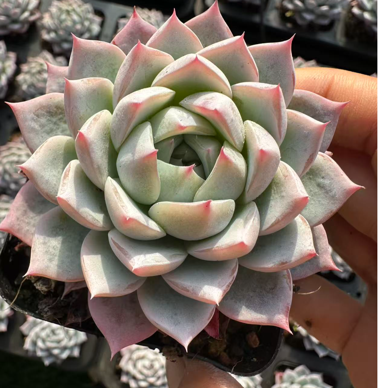 7#百灵鸟多肉植物  前男友精品多肉SM1303