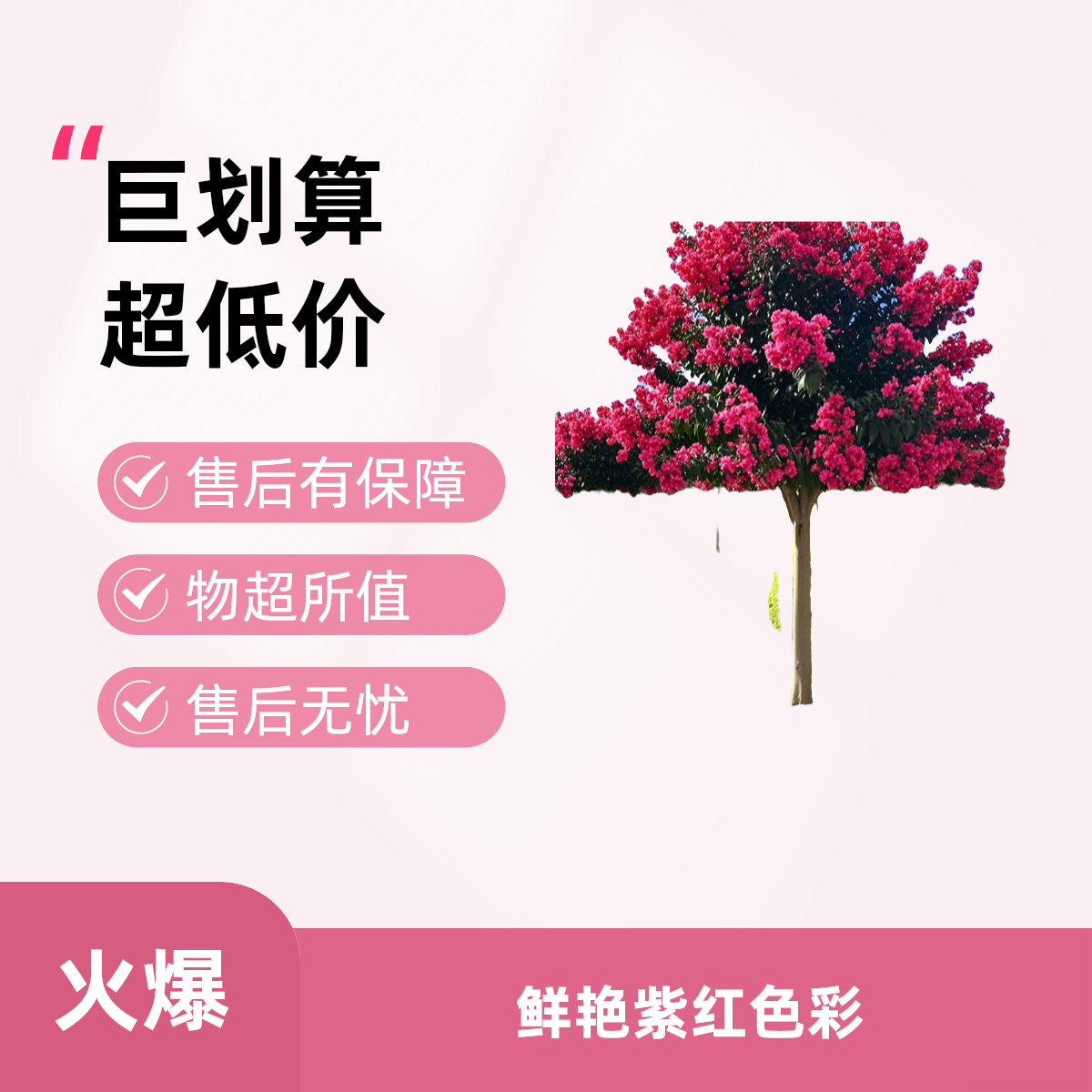 川红老紫薇耐热耐寒适合庭院盆栽种植的紫薇花树紫薇花树苗紫薇树