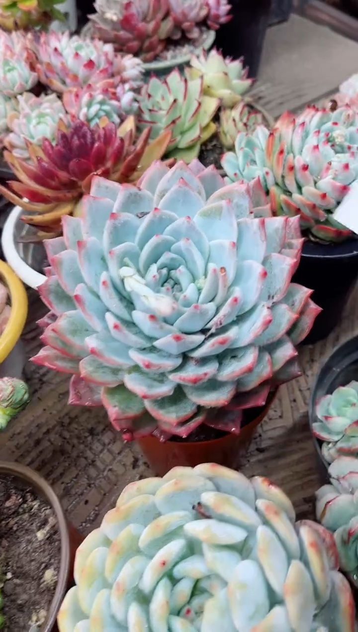 【闪购商品】05065