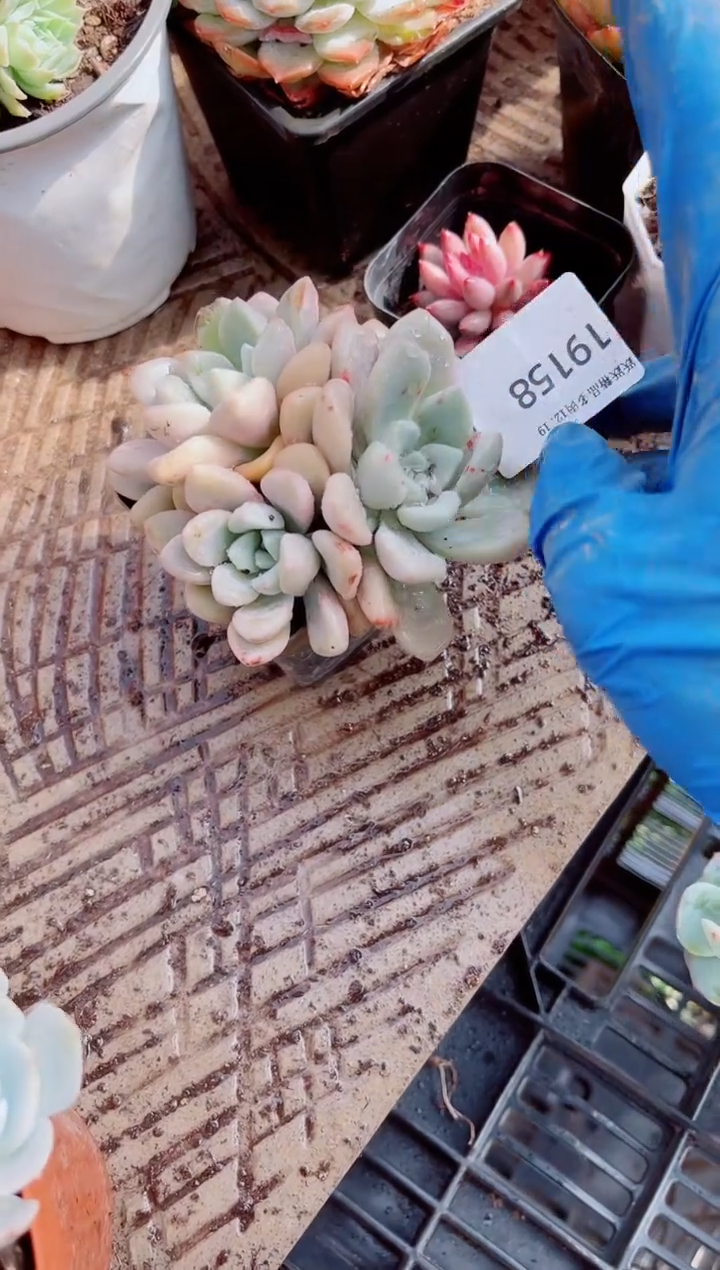 甜*甜跃跃精品多肉19158