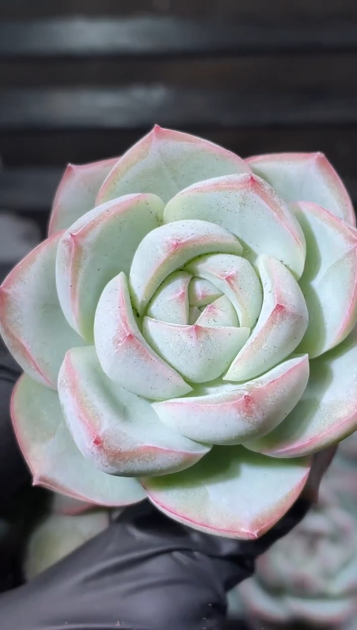 17-8 玉兰3-4厘米量拍发一颗