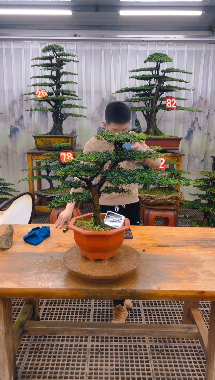 无花朵精品盆景直播间一物一拍