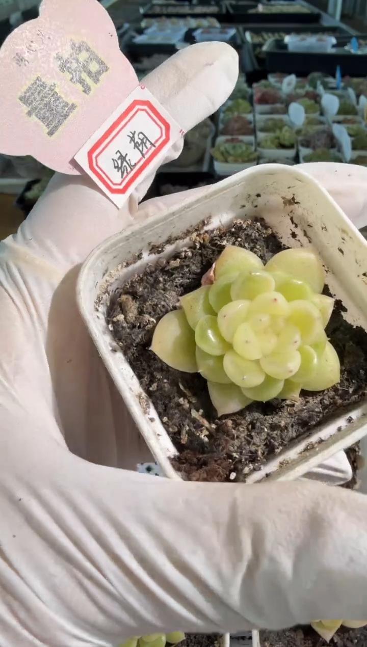 绿荫五方一盆 单双混 量拍混发