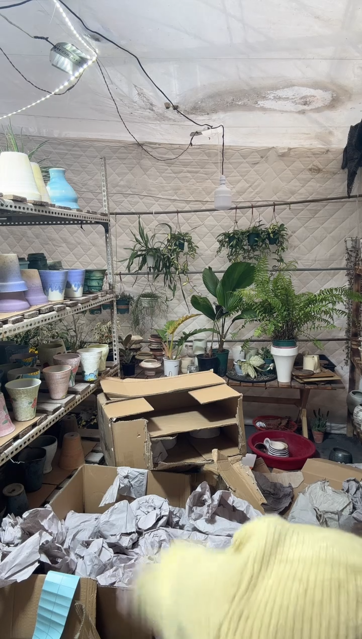无花朵ˊ*圆园叶植物  图不对