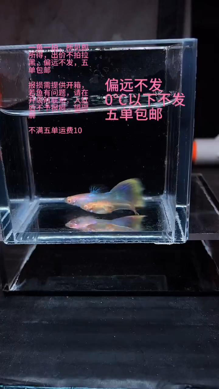 孔雀鱼孔雀鱼 07