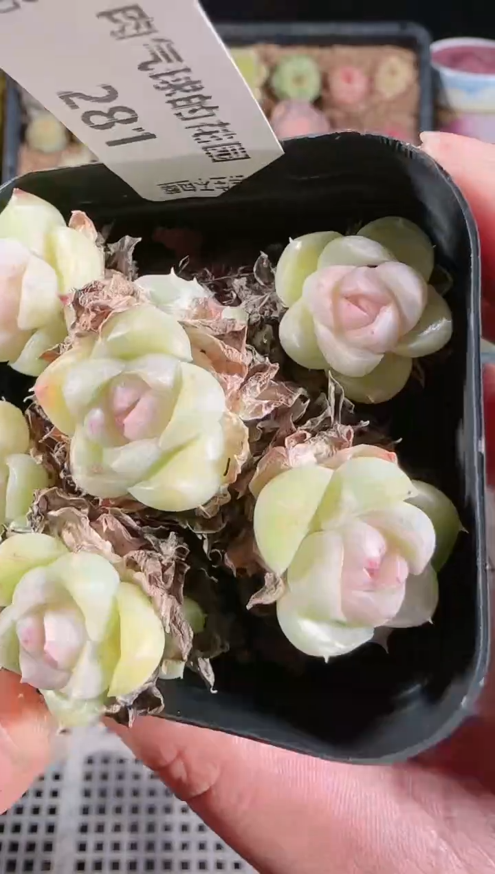 1202-281多肉群生不包整