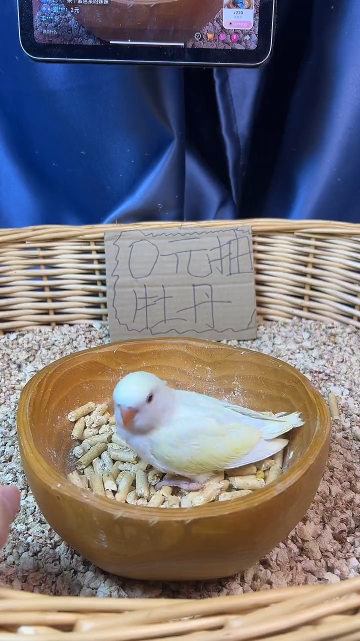 桃脸牡丹鹦鹉日本桃R26978，拍摄开箱视频，到家包活48小时