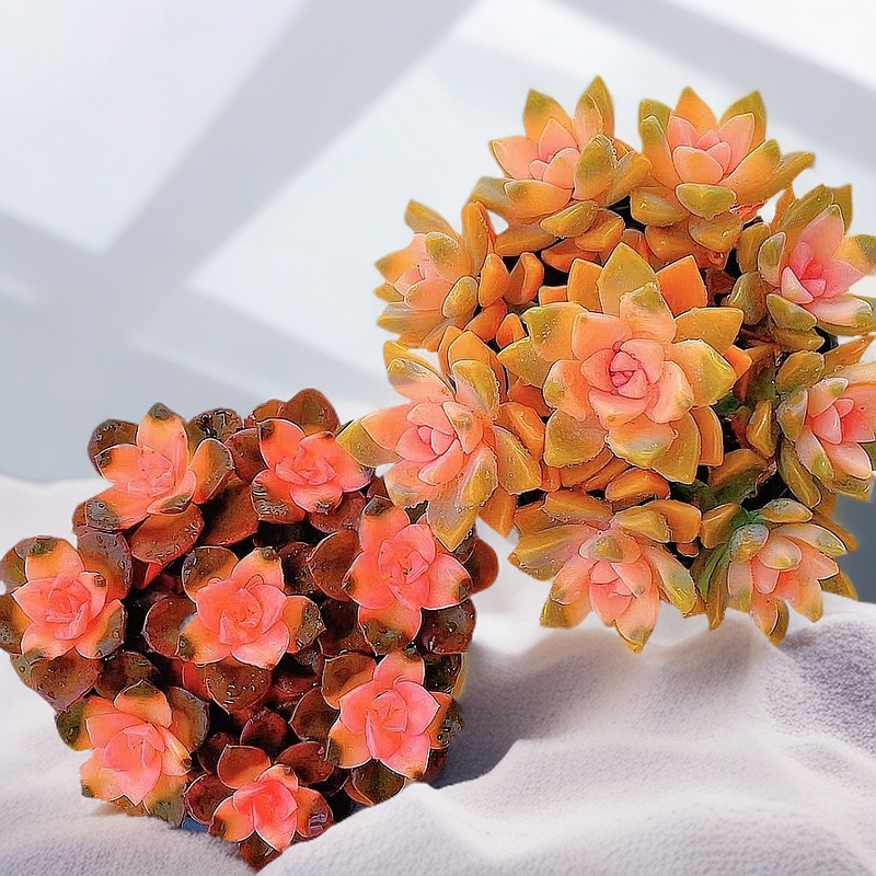 彩虹巧克力与粉色樱花锦多肉植物带盆带土室内阳台好养盆栽