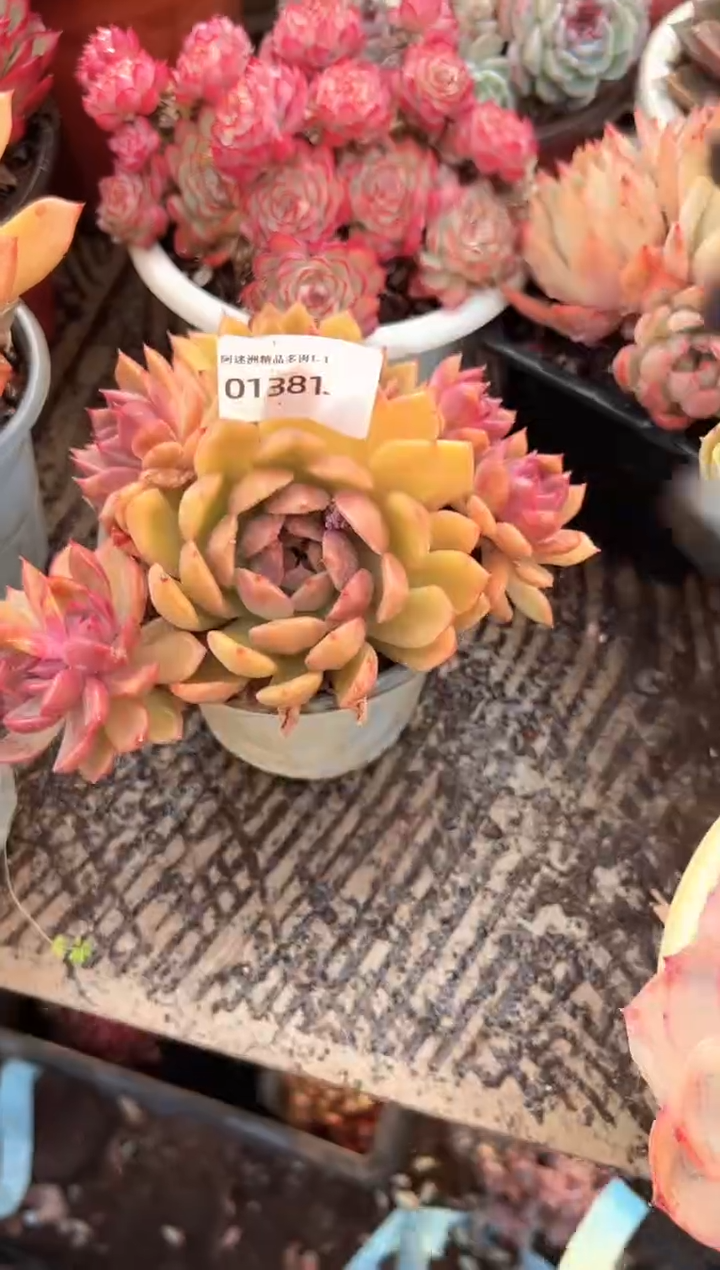 时**一多肉植物一物一拍01381