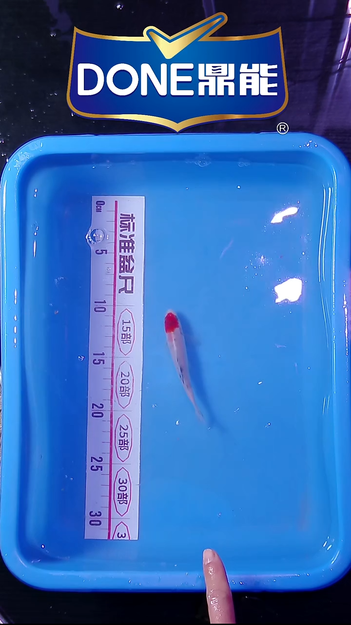 锦鲤鱼悦直播间菁选 对版发货 29号