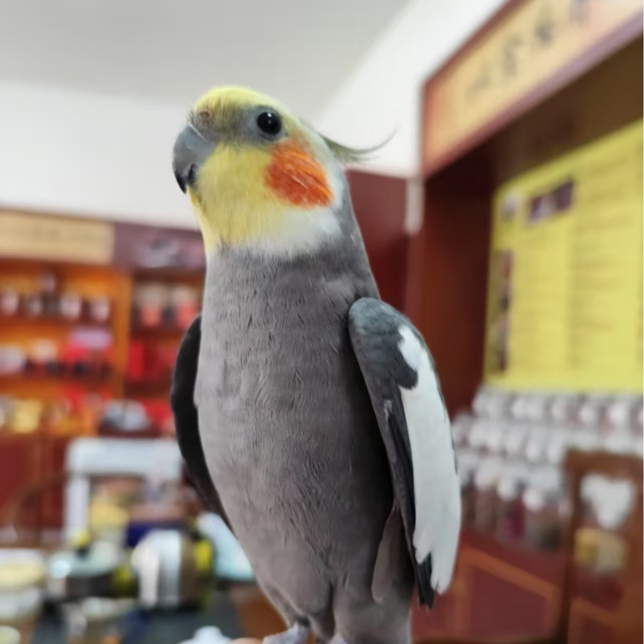 玄凤鹦鹉（颜色可选）y