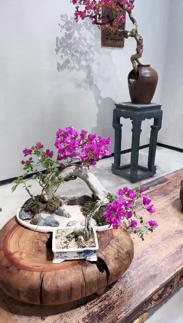 【闪购商品】盆景小叶紫三角梅