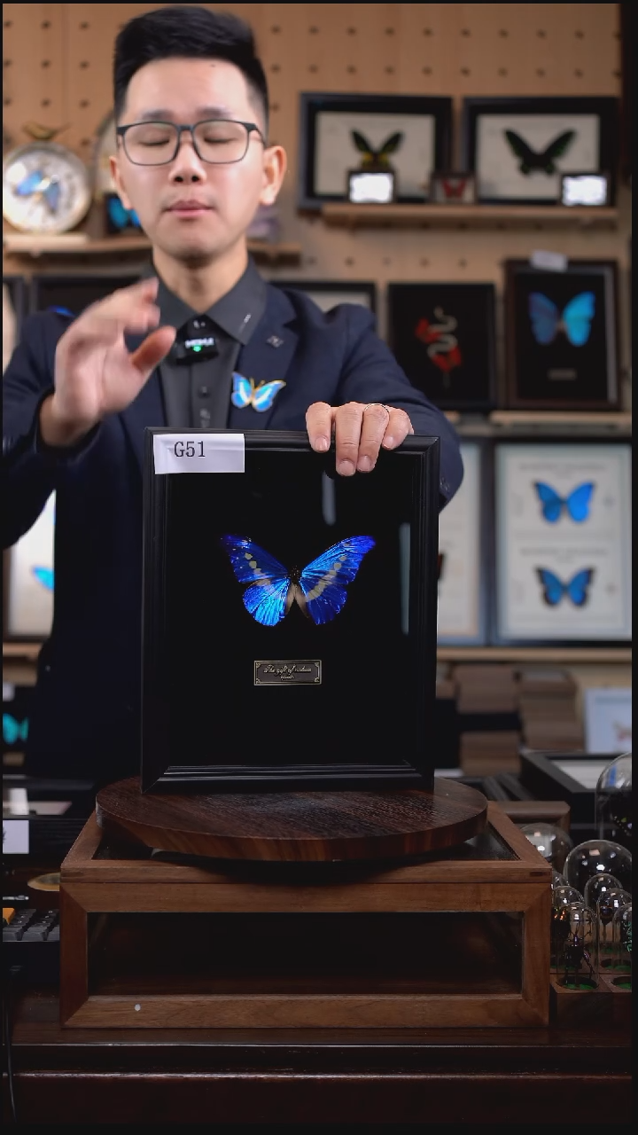 蝴蝶标本摆件竞拍光明女神闪蝶g51