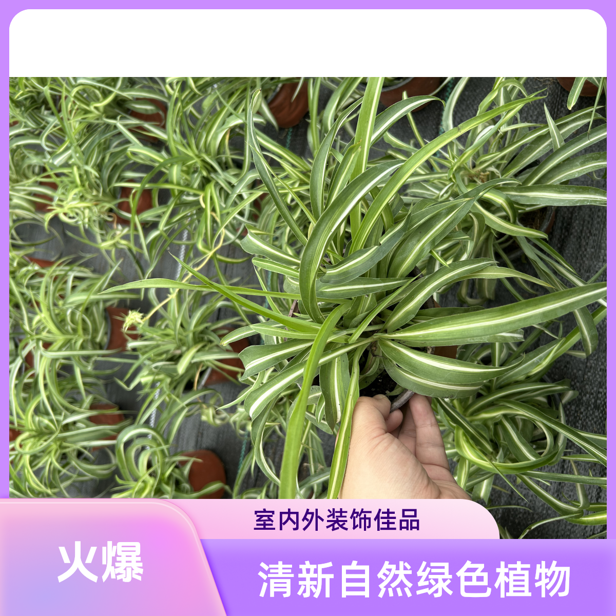卷叶吊兰盆栽室内阳台花卉绿植绿植盆栽吸除甲醛好养垂吊植物