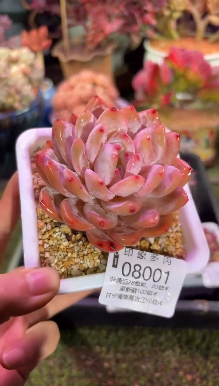 【闪购商品】08001