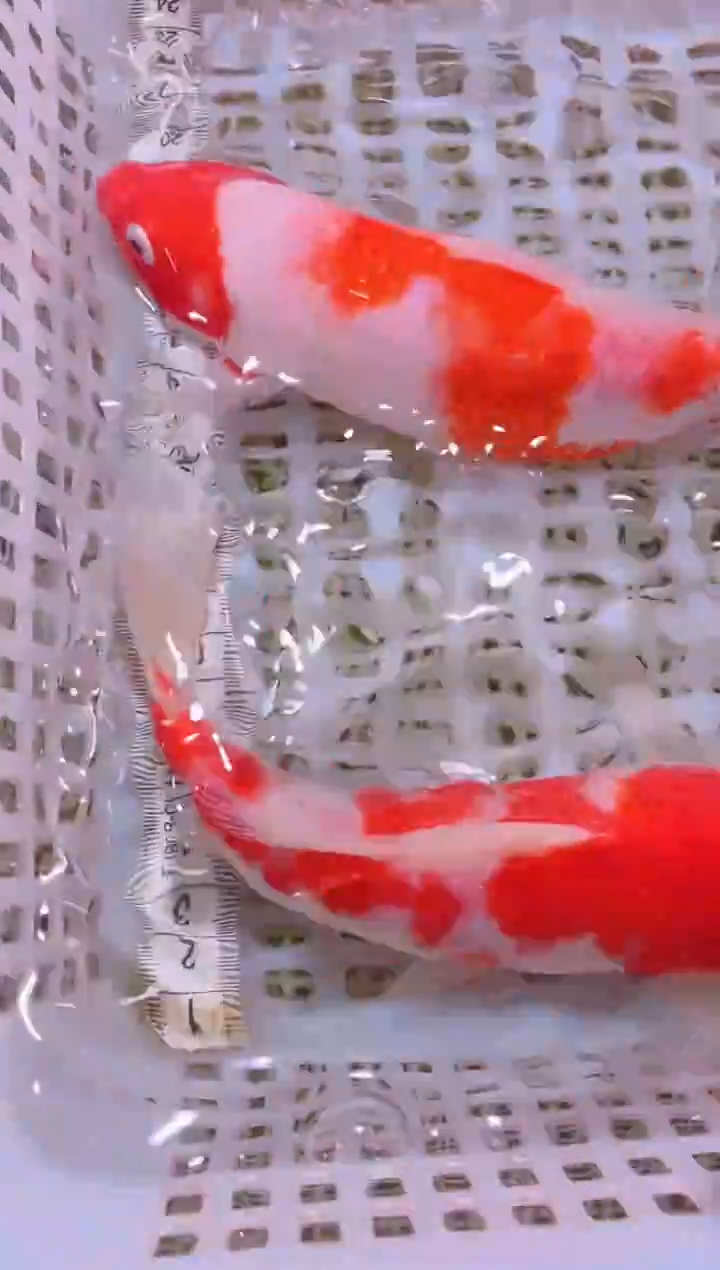 锦鲤冷水观赏鱼全场包邮38