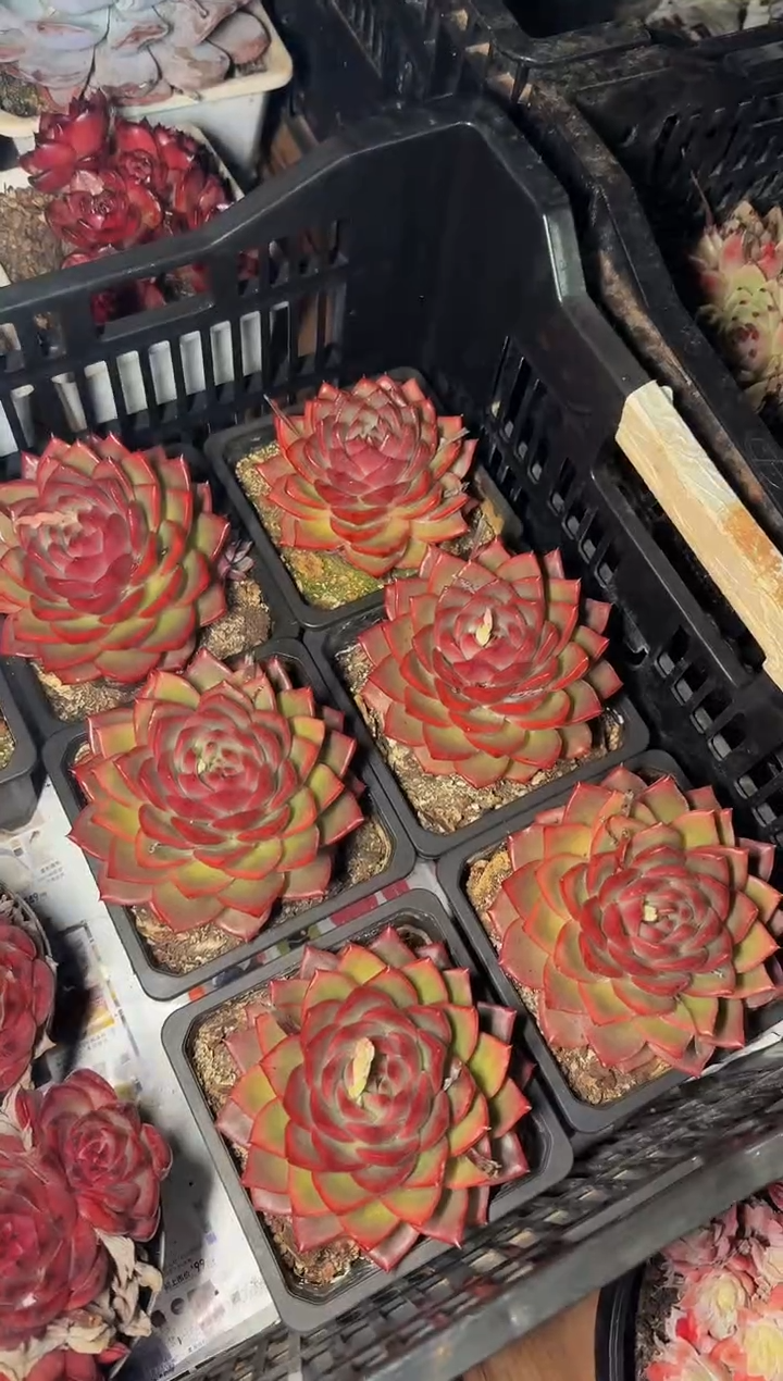 12月13日大弗格森单头（8-11cm）脱土