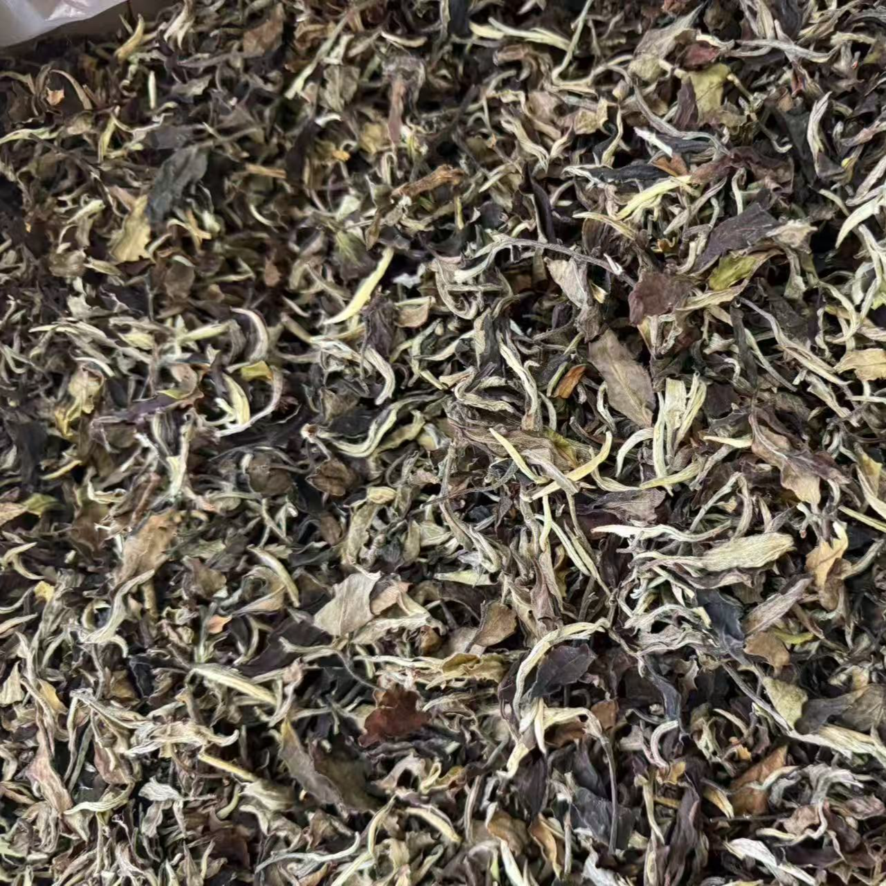 2022年一芽一叶白茶