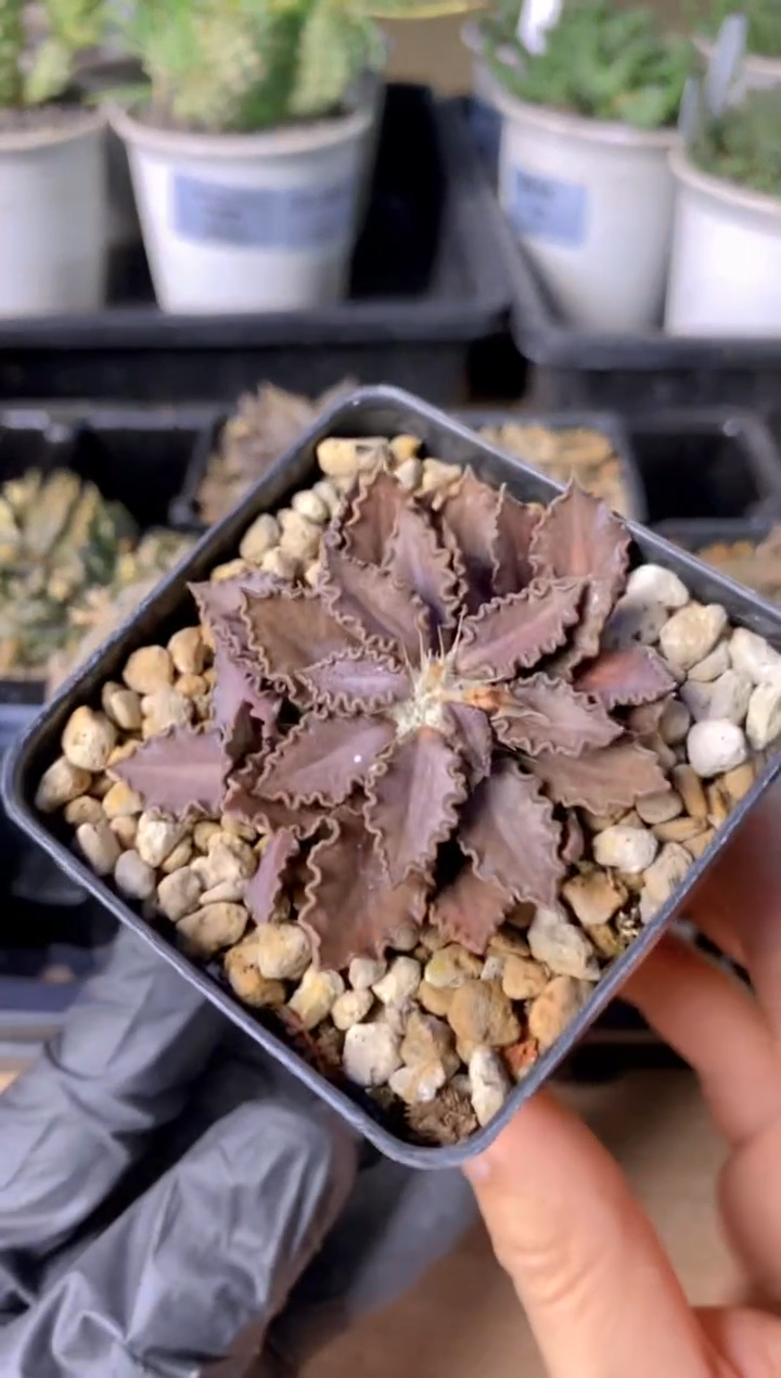 【闪购商品】图拉大戟FB-97