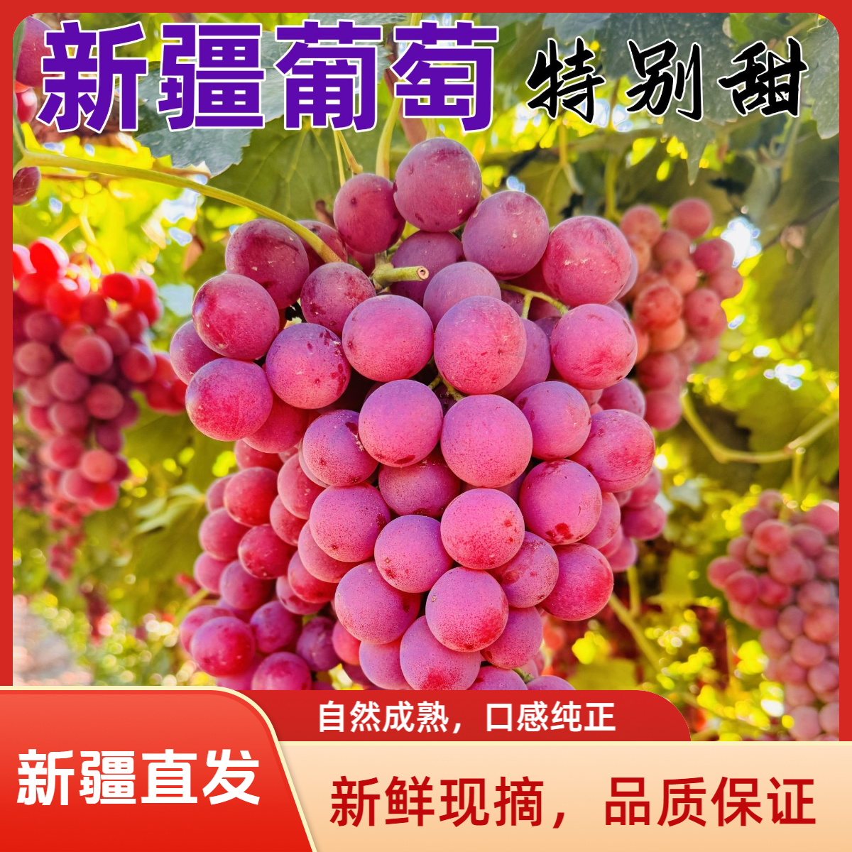 【A新疆直发】新疆正宗吐鲁番全球红葡萄脆甜多汁新鲜采摘