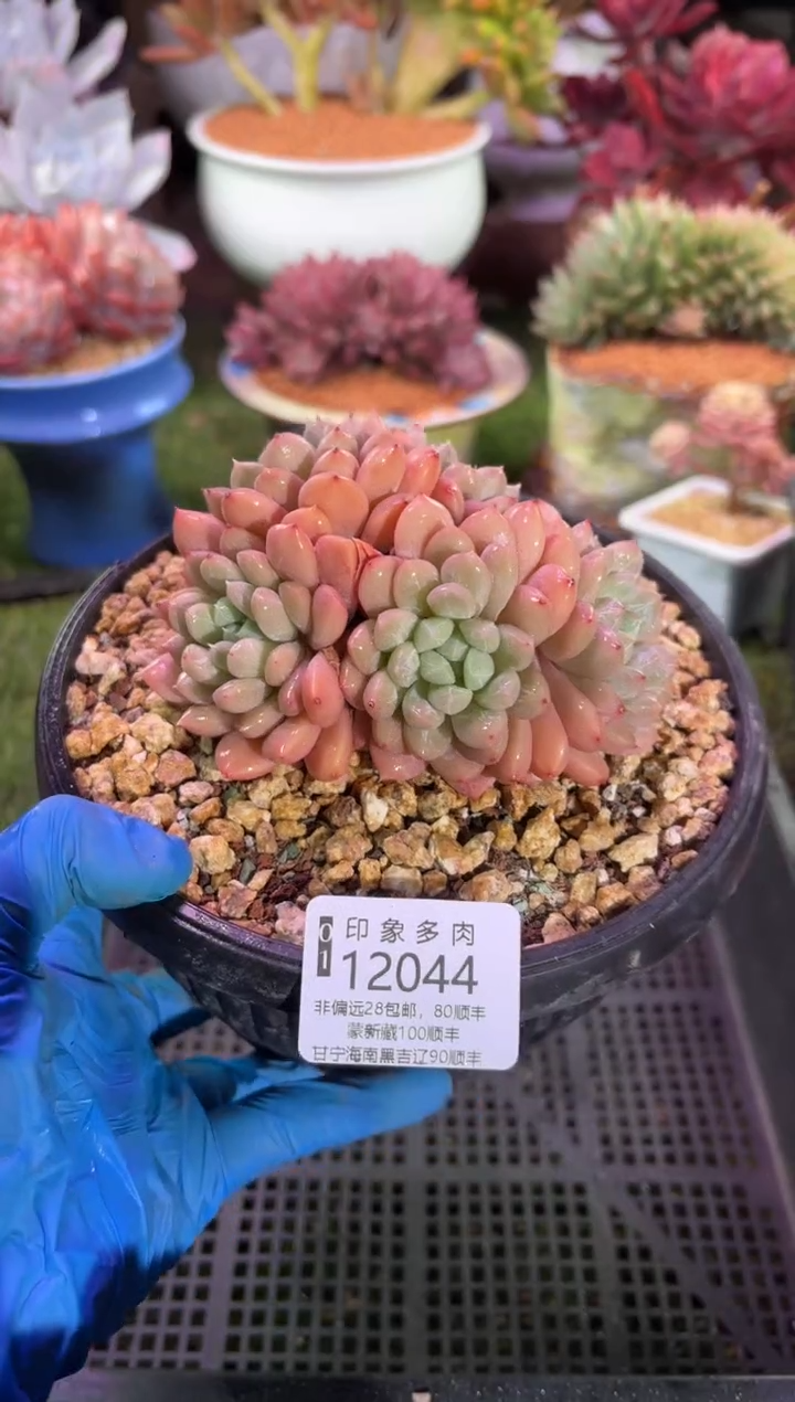 【闪购商品】12044