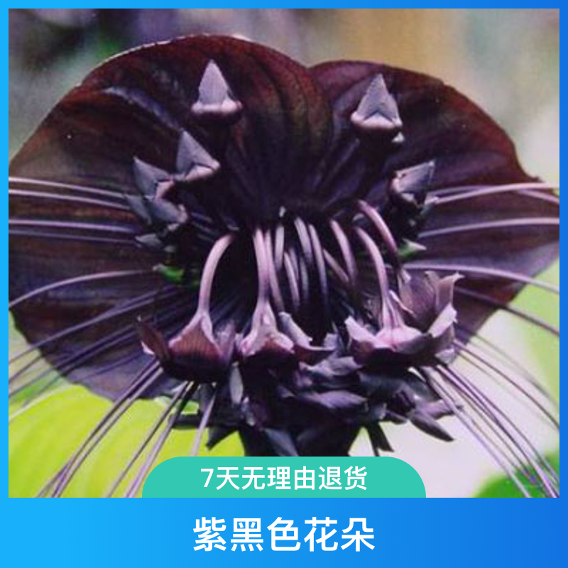老虎须（别名：黑蝴蝶），原生绿植虎须兰