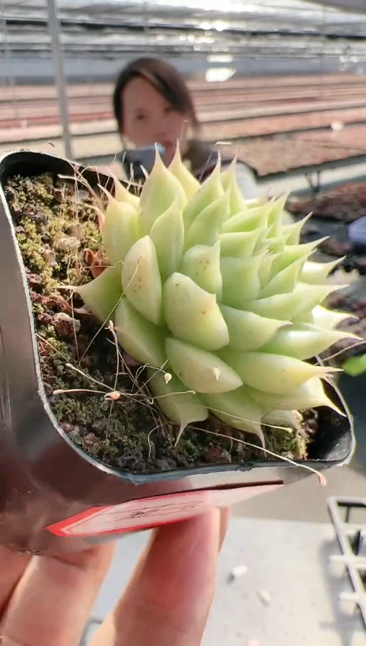 【闪购商品】新-82