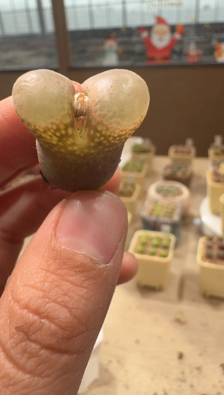 26-100多肉植物肉锥