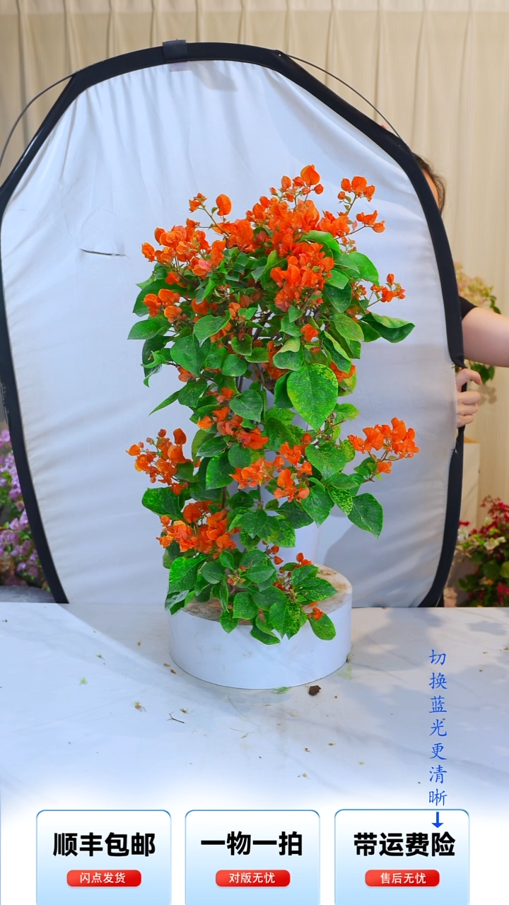 大部分开放少量花苞燕雪花橙