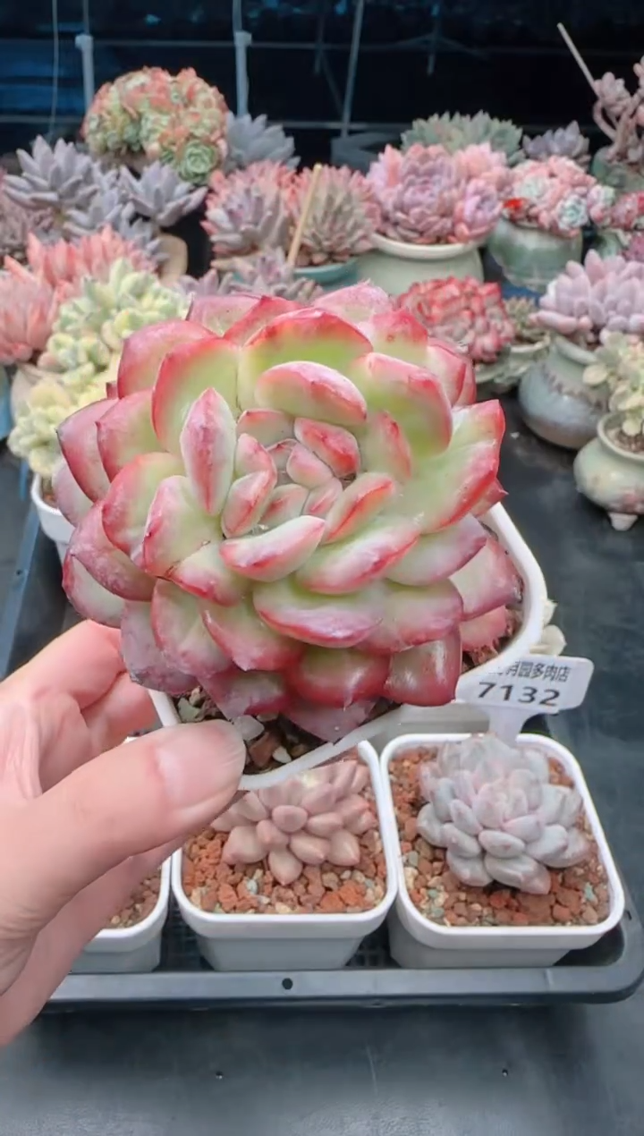 【闪购商品】7133雪夜王子