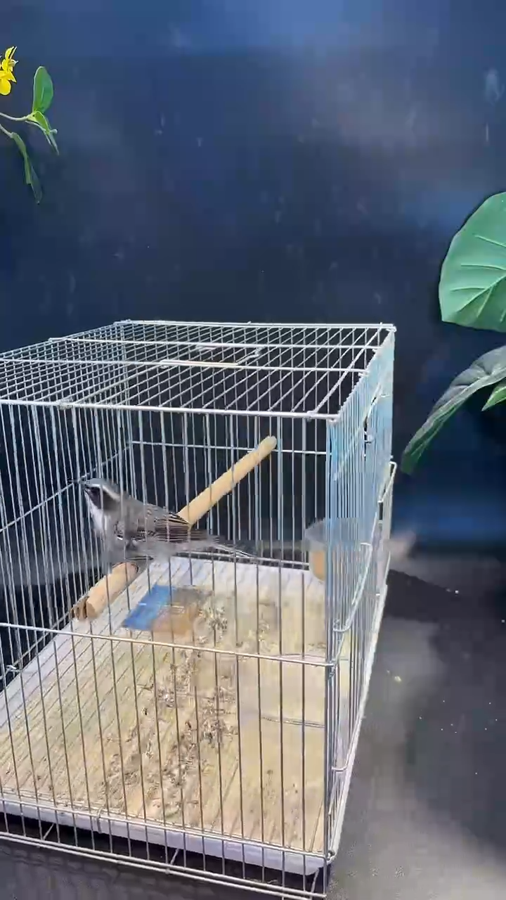 68号  灰林鸡 养笼0元起拍