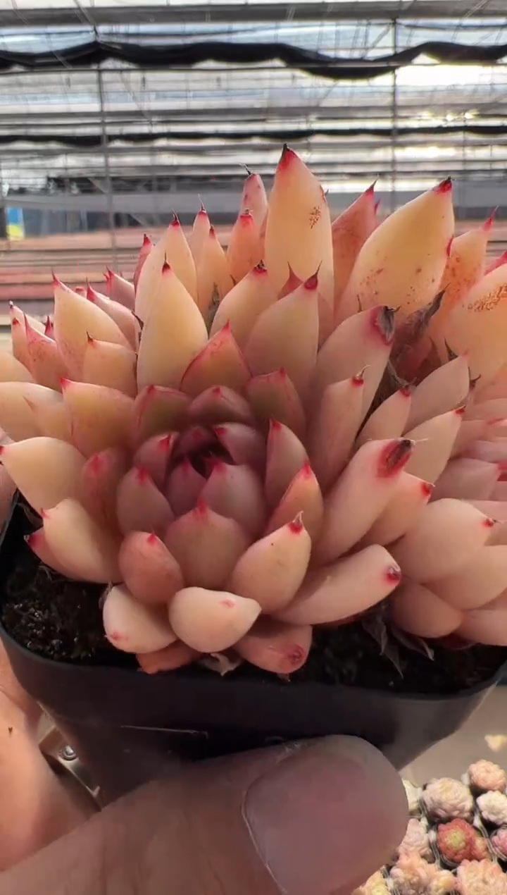 【闪购商品】新品多肉-73