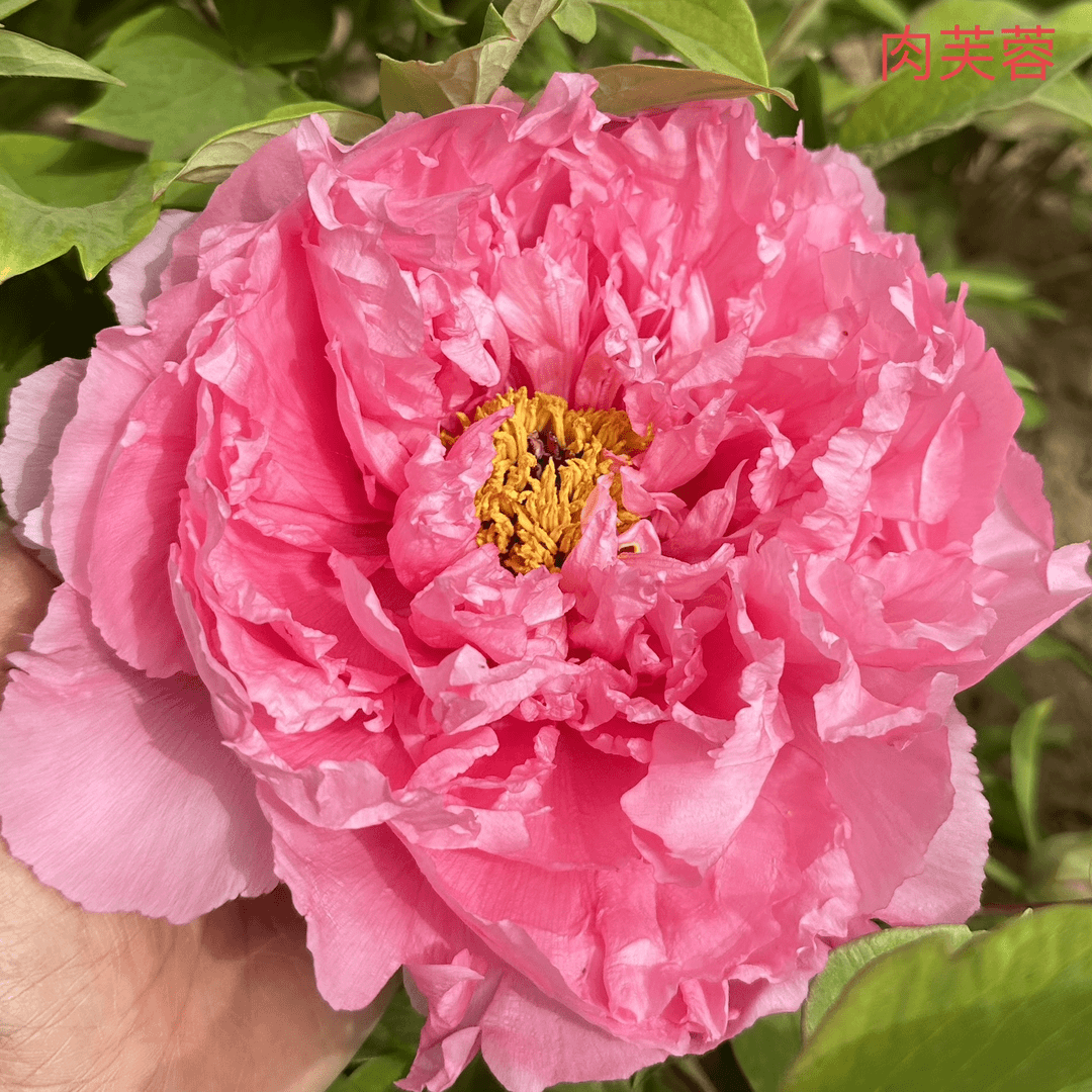 【肉芙蓉】正宗洛阳重瓣牡丹花苗北方耐寒盆栽地栽室内庭院花卉牡丹