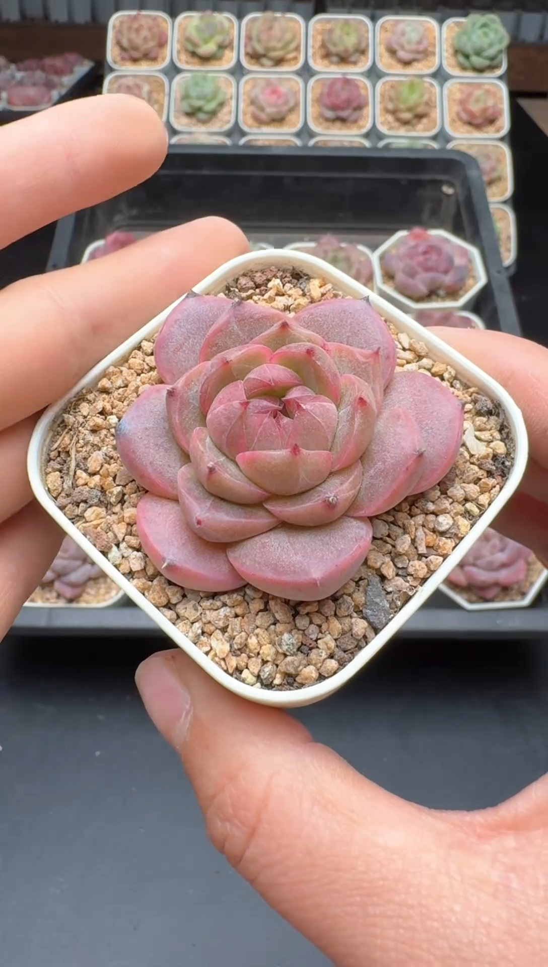 【闪购商品】497号 珍妮杂交多肉 花卉植物