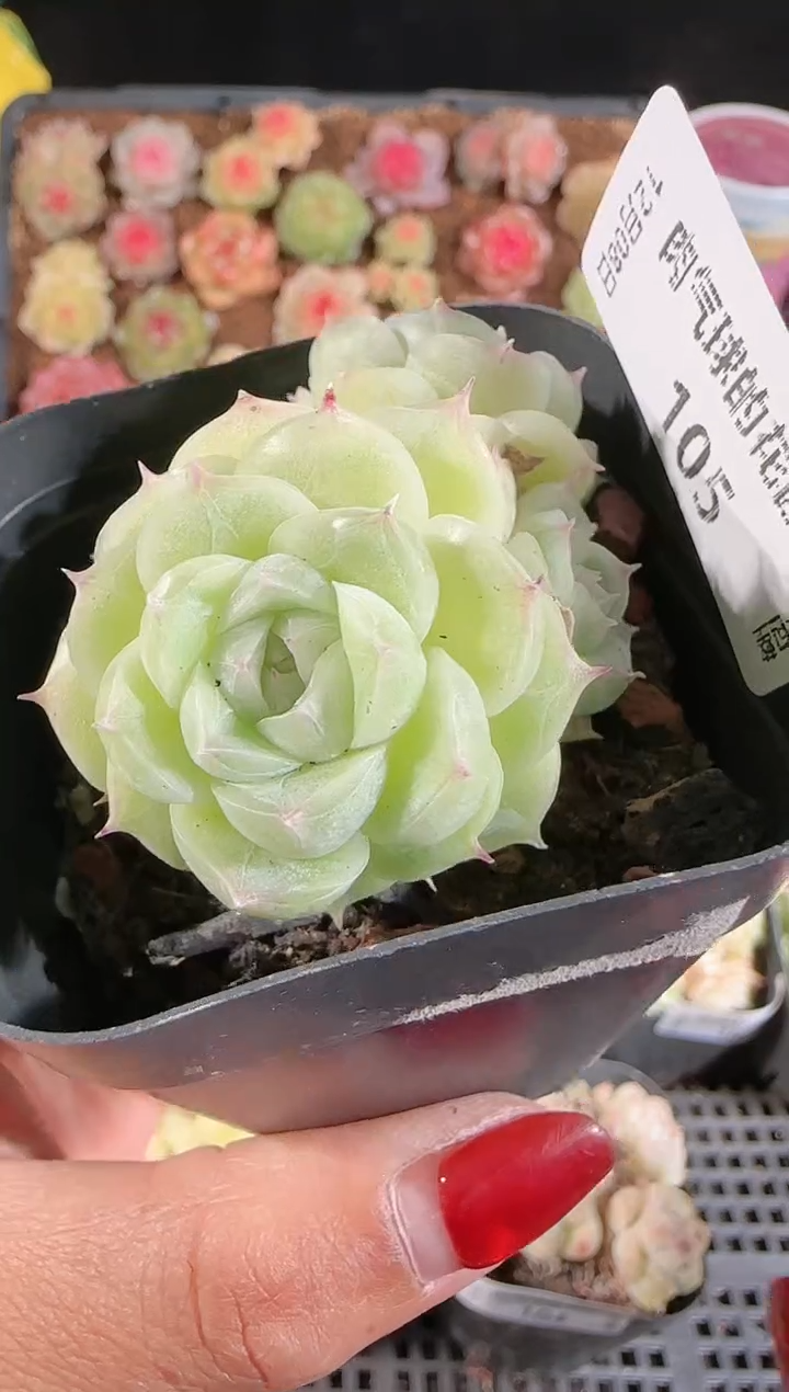 1208-105多肉群生不包整