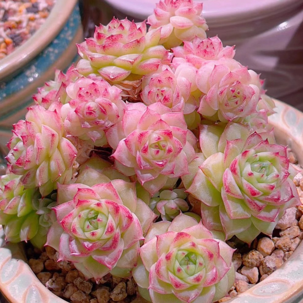 【鑫哥多肉】麦秆大礼包 高颜值福利款！带盆带土 一单包邮！