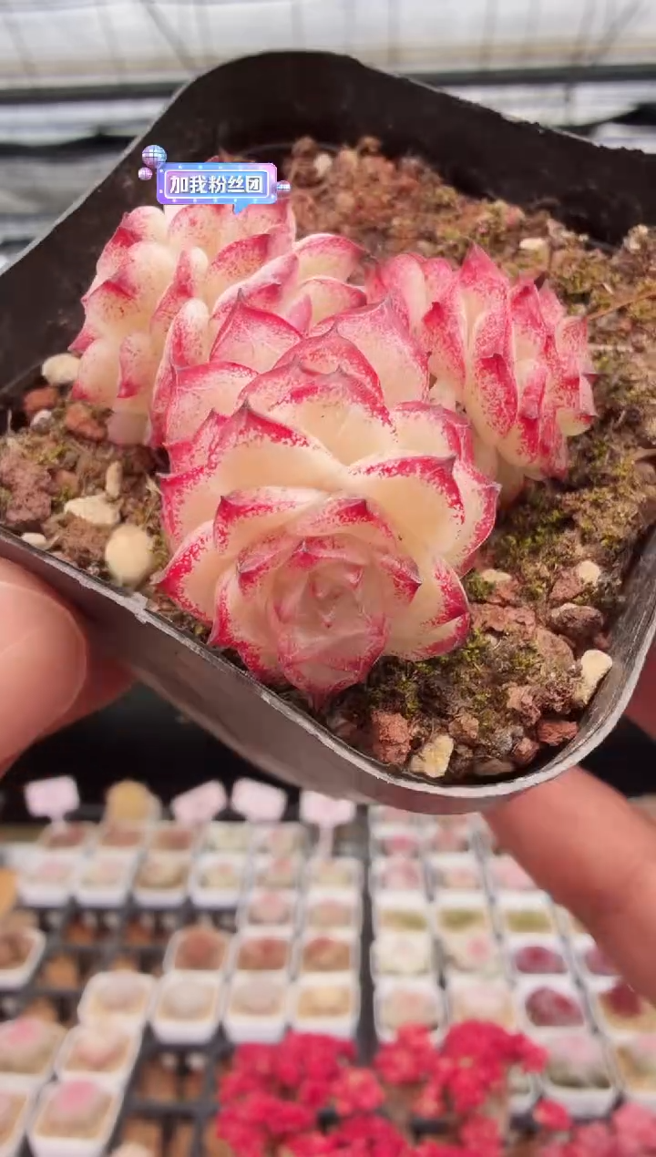 东云多肉园新款-57