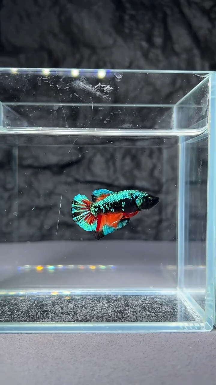 斗鱼竞拍链接A110